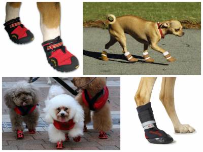 Потрібна домашнім собакам одяг?