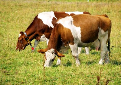 Корова симентальська. Симентальська порода корів