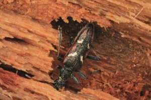 Жуки в деревяному будинку: основні методи боротьби з шкідниками