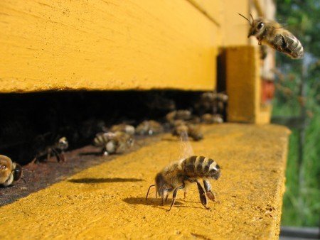 Крадіжку бджіл: як боротися, що робити, фото і відео