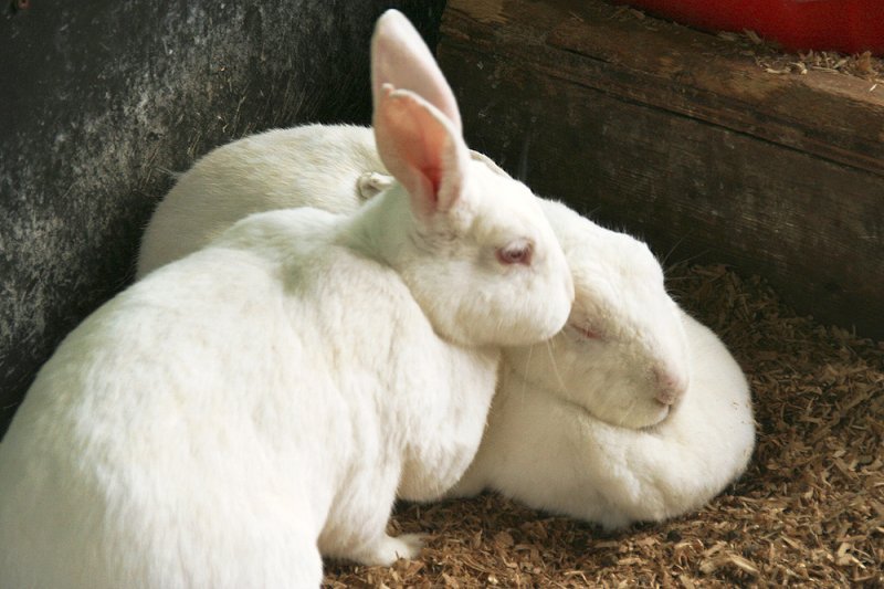 Огляд мясних порід кроликів: їх опис та фото