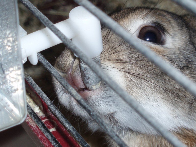 Поїлки для кроликів з пластикової пляшки: огляд і фото