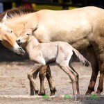 Цікаві факти про коней Пржевальського, їх фото та відео