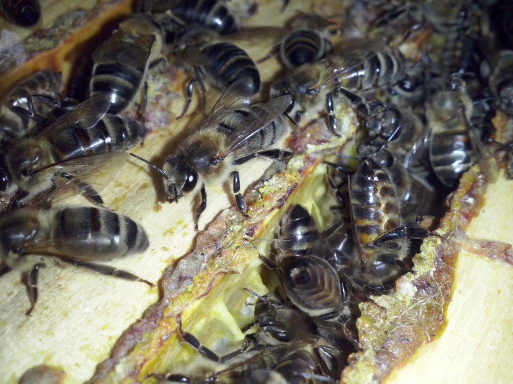 Середньоросійська порода бджіл: фото та особливості
