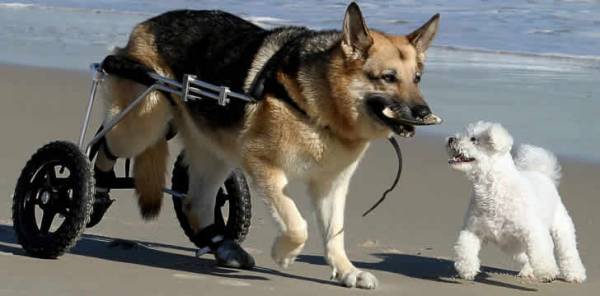 Коляска для собак: огляд інвалідних і прогулянкових варіантів