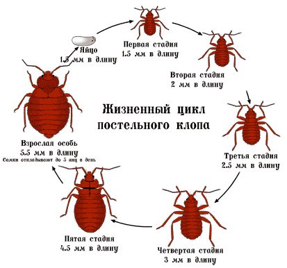 Личинки постільних клопів – як вони виглядають на фото і де їх шукати?