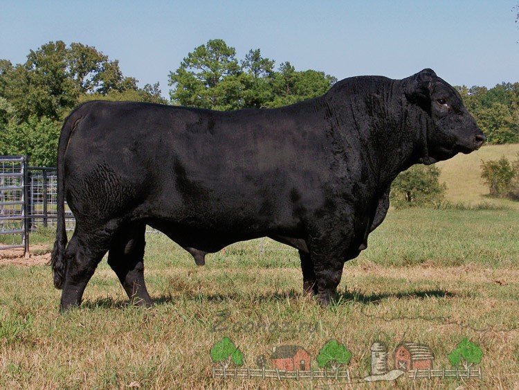 Породи биків мясного напрямку: огляд і фото