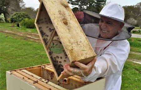 Бджолопакети: що таке, розміри, фото (карпатка, карніка)