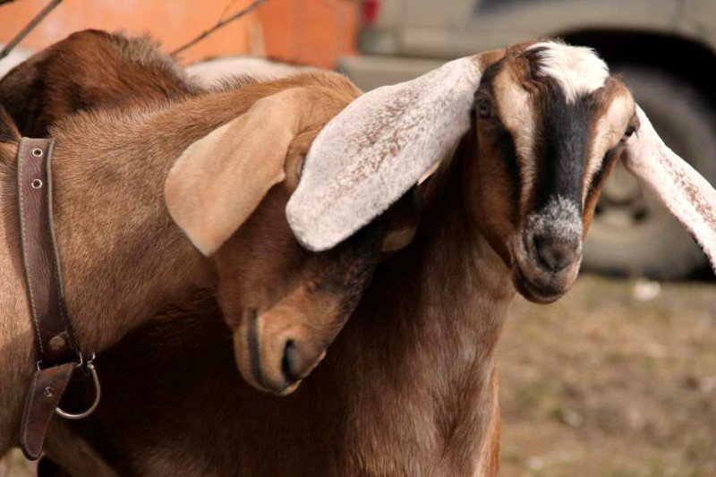 Огляд англо нубийской породи кіз, відгуки про неї і фото