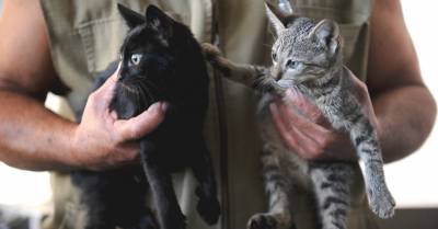 Зоонозы: хвороби, спільні для кішки і людини