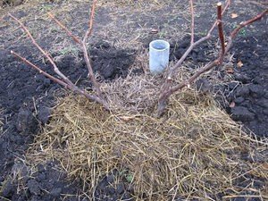 Курячий послід як добриво для винограду, картоплі та полуниці