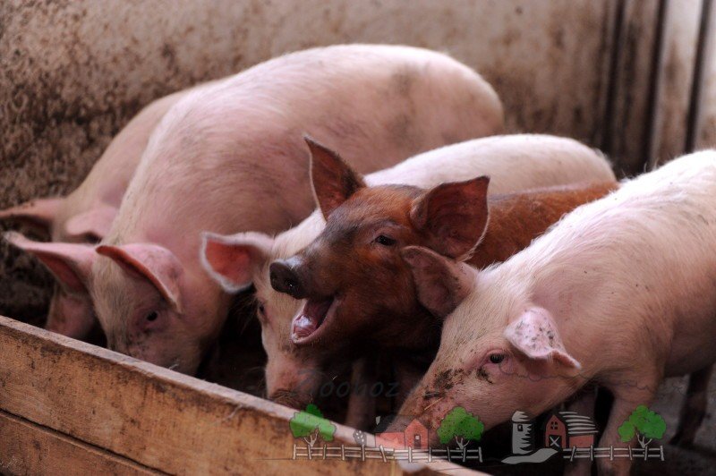 Розведення та утримання свиней в домашніх умовах