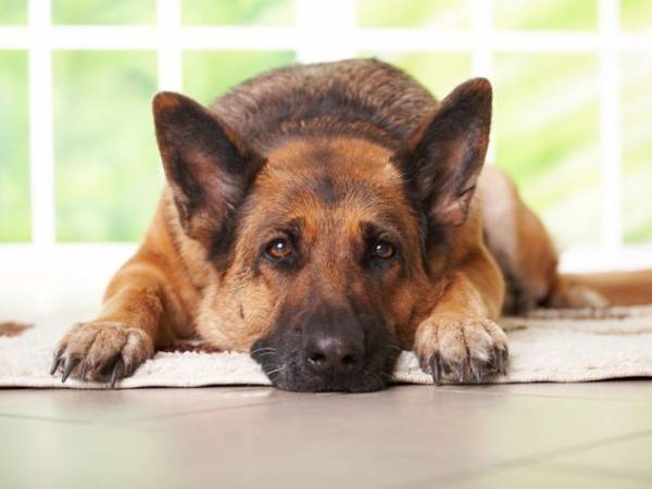 Лікування і профілактика глистів у собак