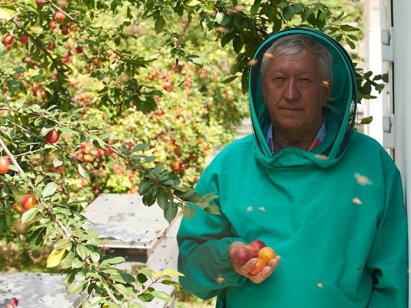 Огляд пасіки Савіна в Криму, особливості бджільництва та відгуки