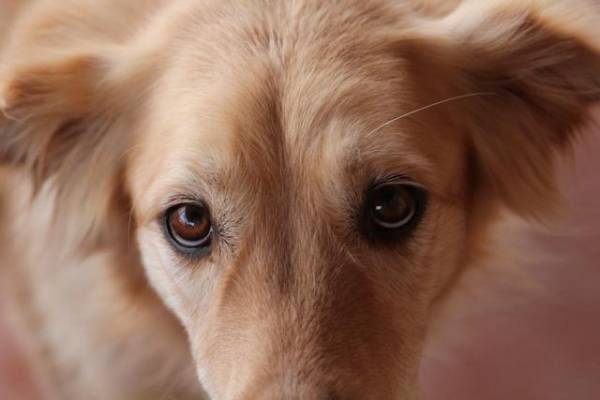Чому гнояться очі у собаки? Зясовуємо причини і чим лікувати