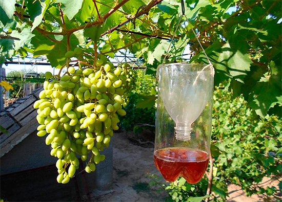 Як уберегти виноград від ос: захищаємо свій урожай