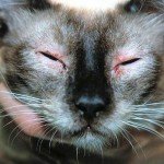 З чого почати лікування алергії у кішок