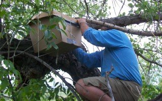 Ловля бджолиних роїв пастками: основні правила бджоляра