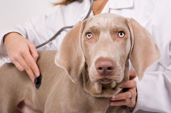 Плеврит у собак: симптоми і лікування
