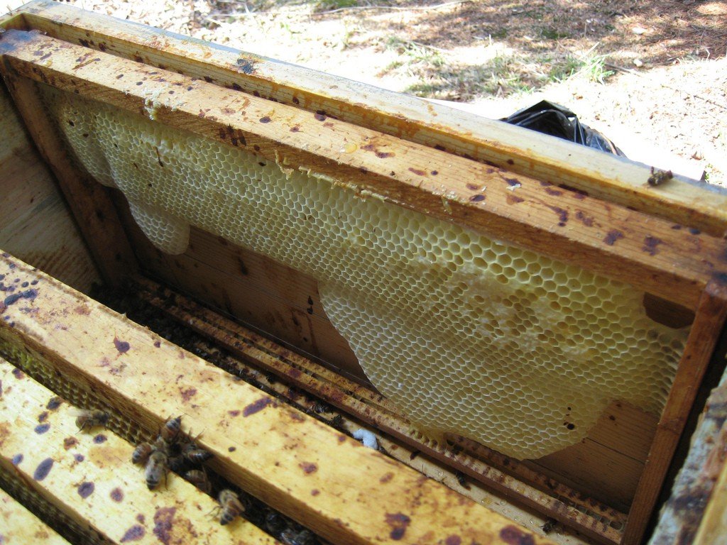 Хвороба нозематоз бджіл (пронос): лікування, профілактика, фото