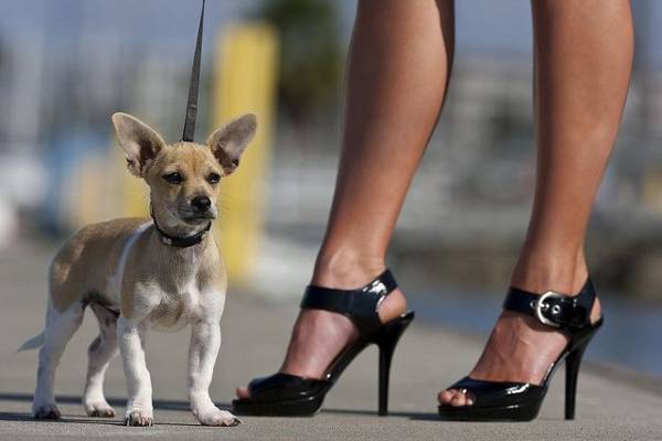 Правила вигулу собак: почни з себе, а світ підтягнеться