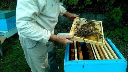 Розмноження бджіл: природне і штучне з відведеннями