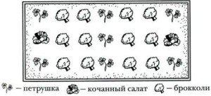 Капуста брокколі – вирощування, догляд, збирання врожаю