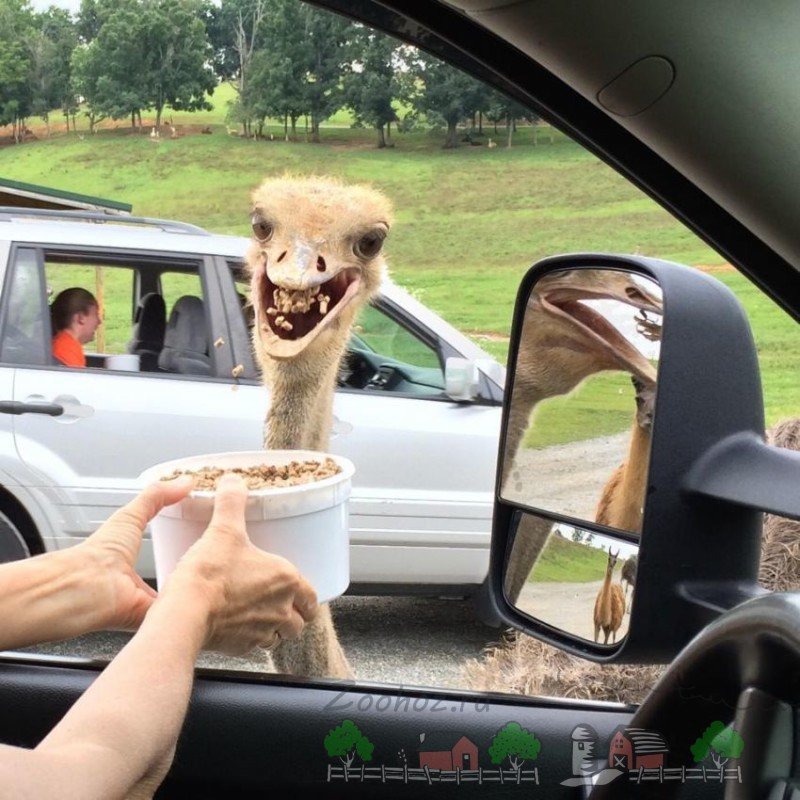 Найбезглуздіші і смішні фото голодних страусів