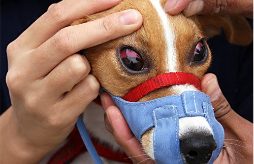 У собаки червоні білки очей? Розбираємося в причинах