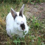 Каліфорнійський кролик: його характеристика, догляд та утримання