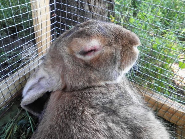 Міксоматоз у кроликів: симптоми недуги і його лікування
