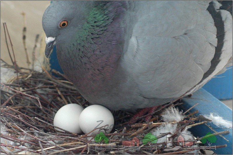 Як розмножуються голуби: процес спаровування і відео