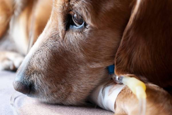 Екзема у собак: причини, симптоми, лікування