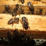 Термокамера для обробки бджіл: огляд та виготовлення