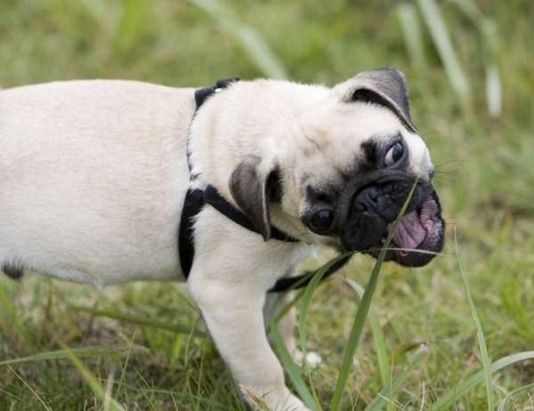 Стереотипи у сфері утримання собак