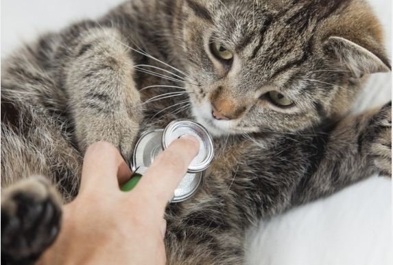 Гіперплазія у кішок: причини, діагностика і методи лікування