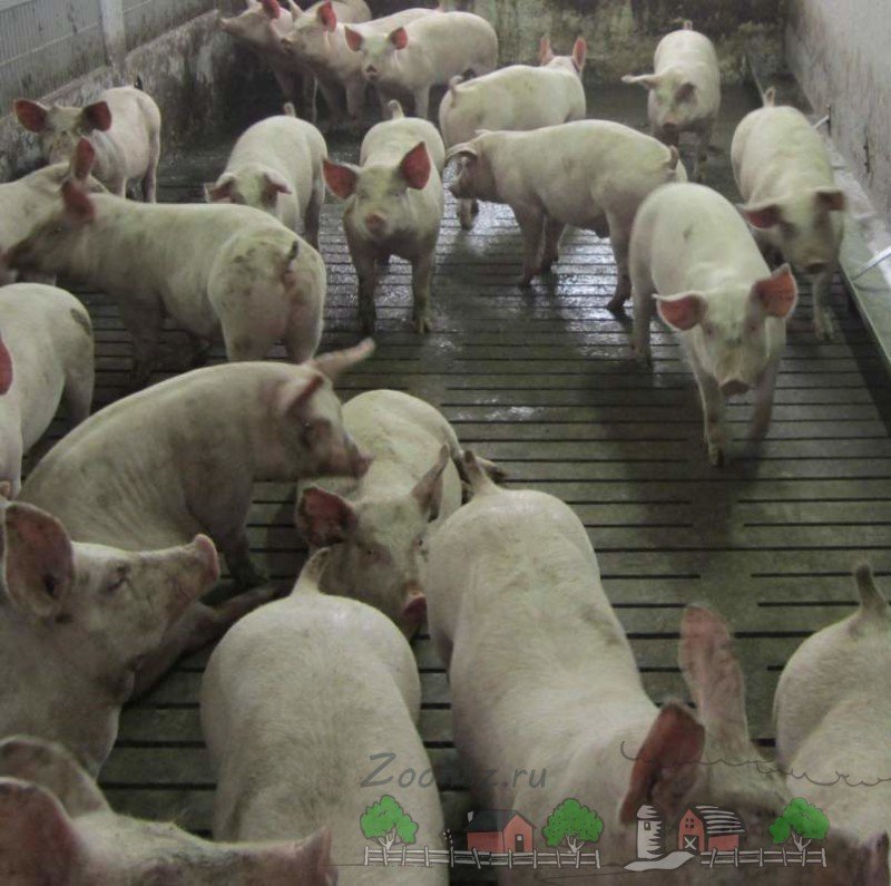 Ефективний відгодівля свиней і поросят в домашніх умовах