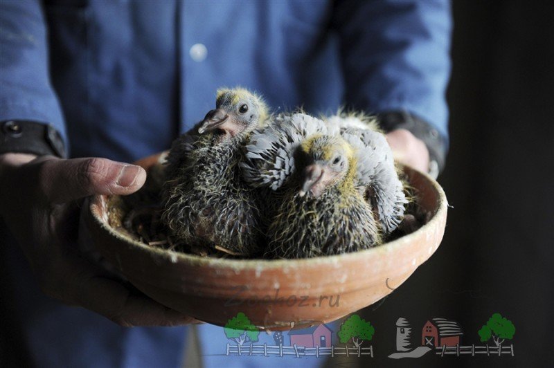 Гнізда для голубів своїми руками: виготовлення та фото