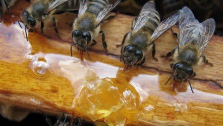 Стимовіт для бджіл інструкція