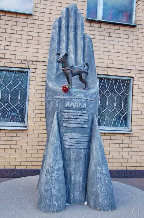 Собаки космонавти: чотирилапі герої ХХ століття