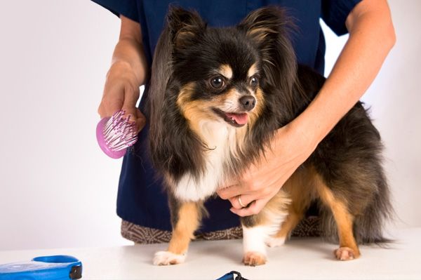 Колтунорез для собак: види та способи використання