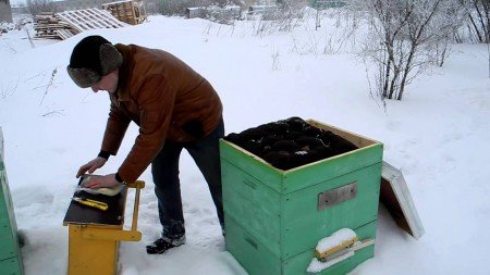 Догляд за пчелми взимку: підготовка, утеплення, зберігання