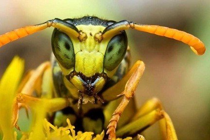 Як уникнути укусів бджіл та ос