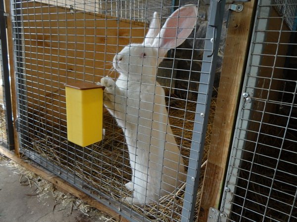 Хвороба Еймеріоз у кроликів: симптоми і лікування