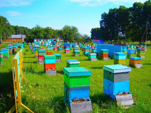 Огляд бджільництва в Тюменській області та інших регіонах країни