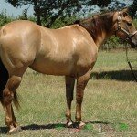 Огляд каурой масті коней: її опис та фото
