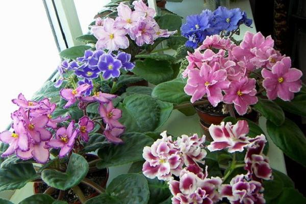 Вирощування фіалок: секрети досвідчених квітникарів