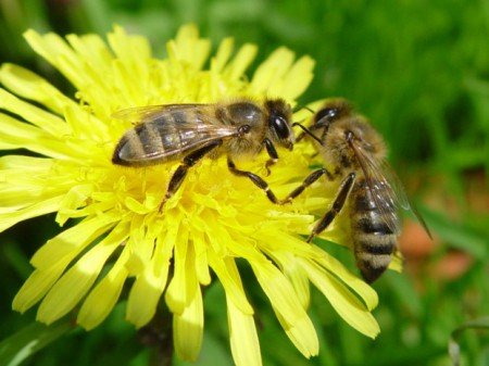 Акарапідоз бджіл: діагностика, лікування (лозеваль, полісан)