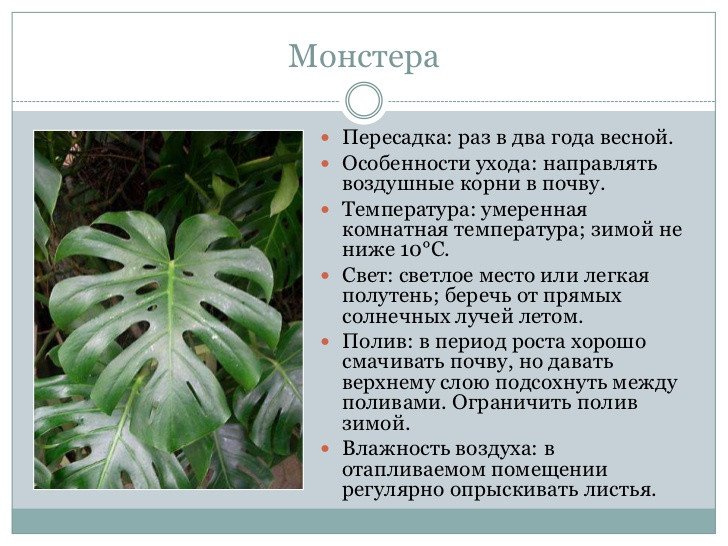 Догляд в домашніх умовах за монстерою і можливі хвороби