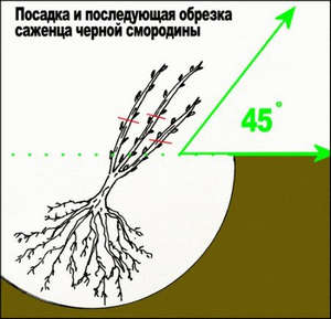 Чорна смородина   вирощування та догляд за саджанцями, які існують хвороби і шкідники